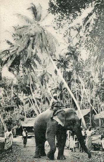 Ceylon / Cejlon (Šrí Lanka) - slon