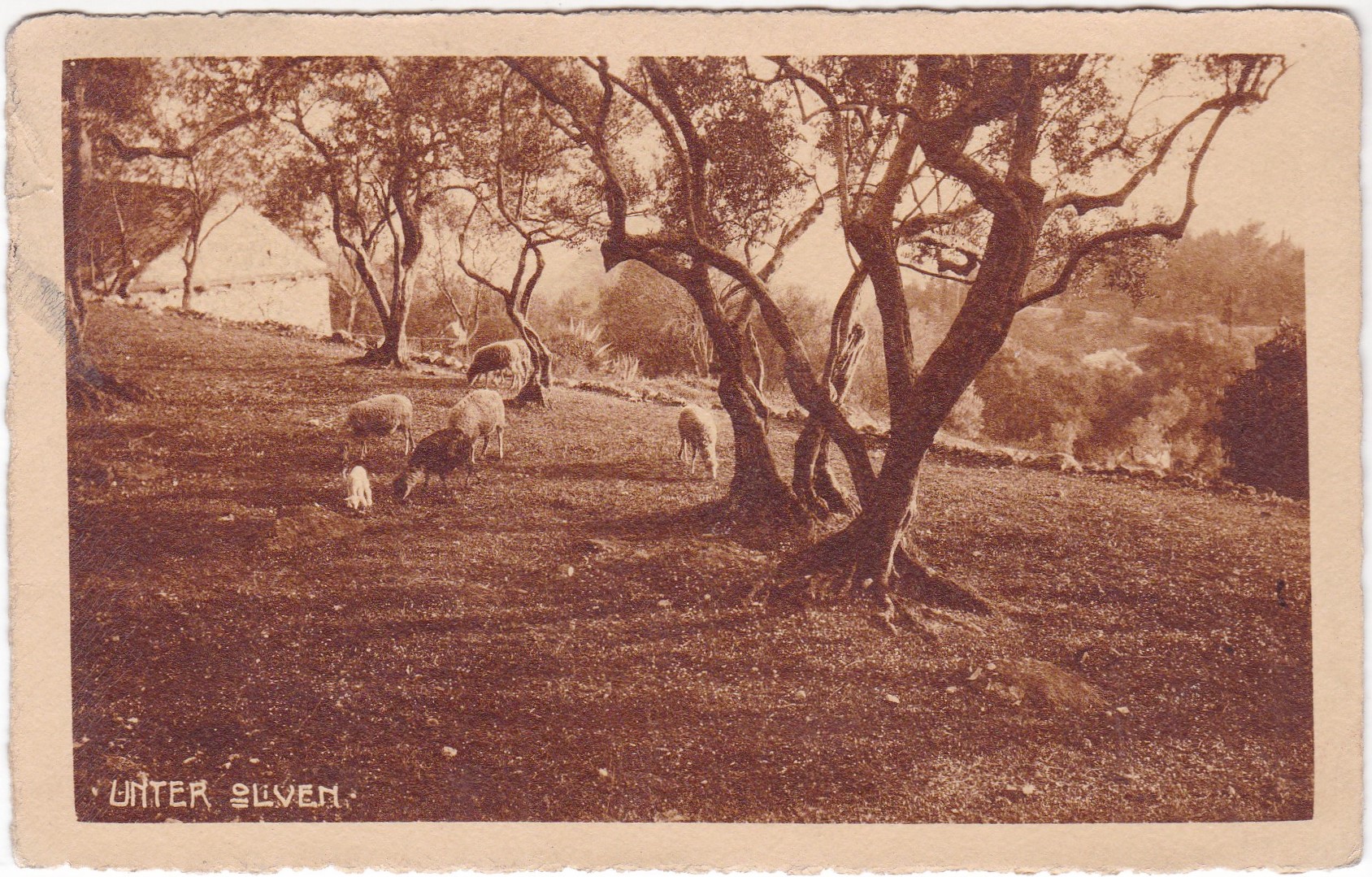 Unter Oliven