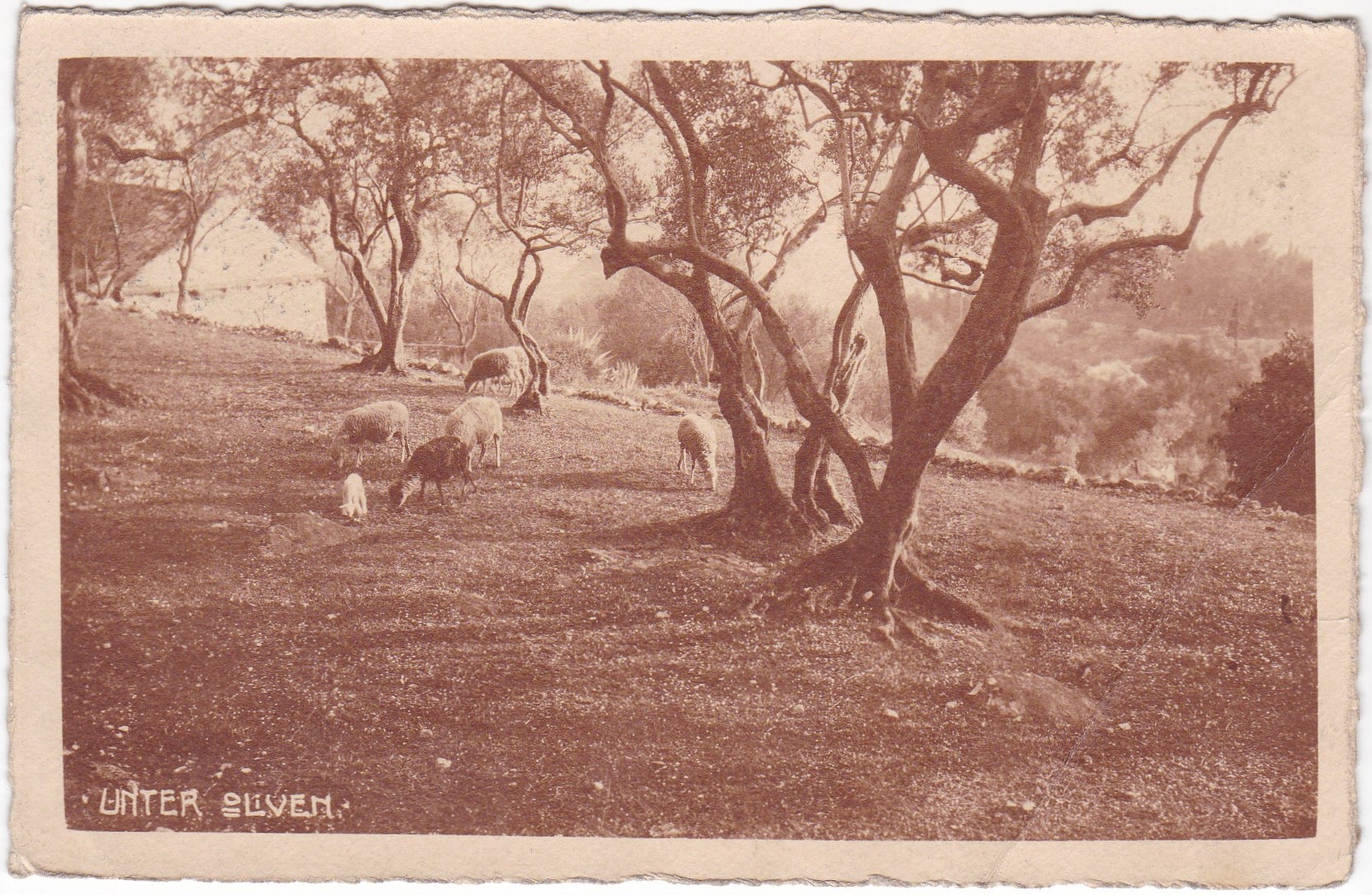 Unter Oliven