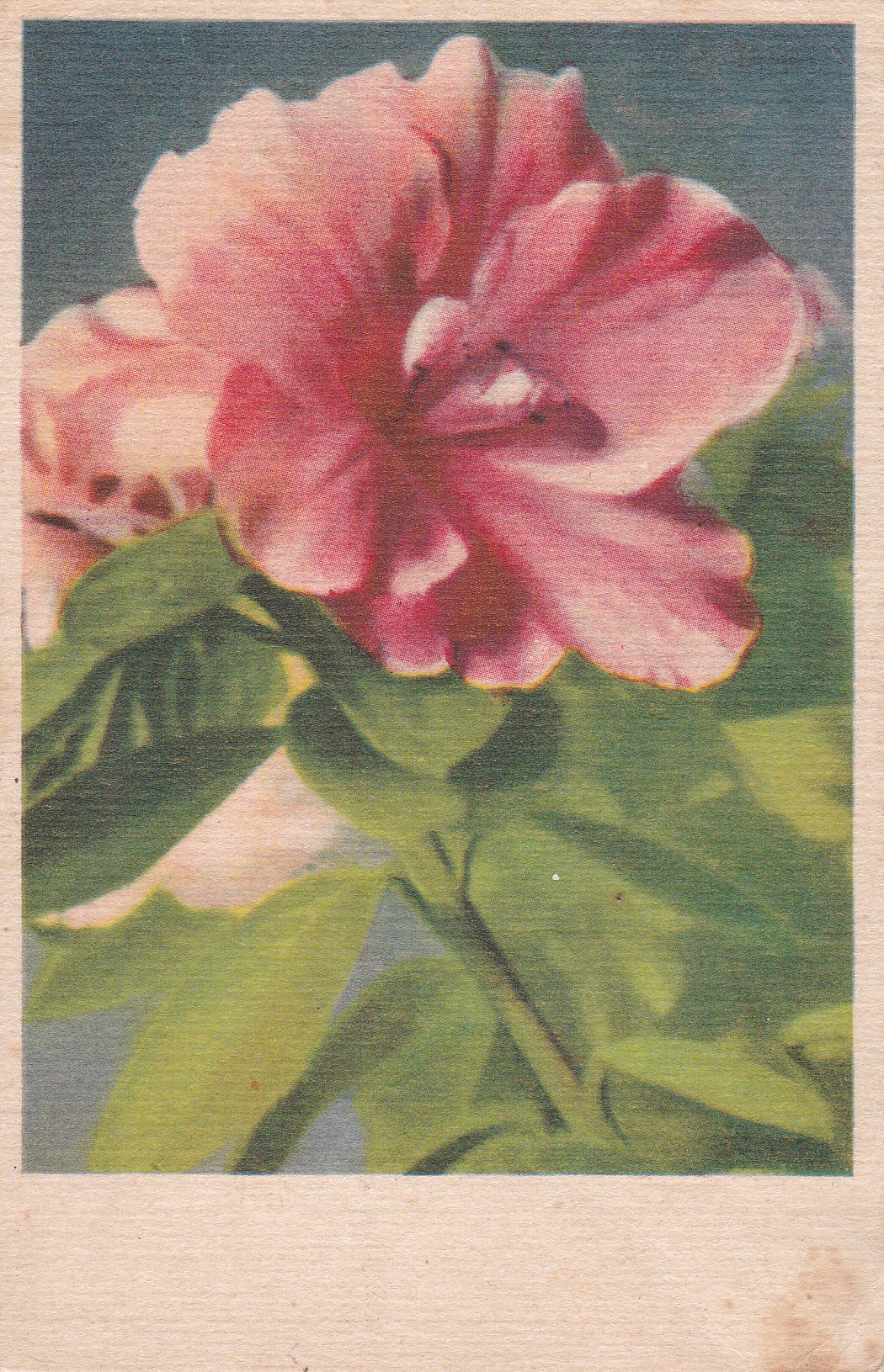 (Gardenie)