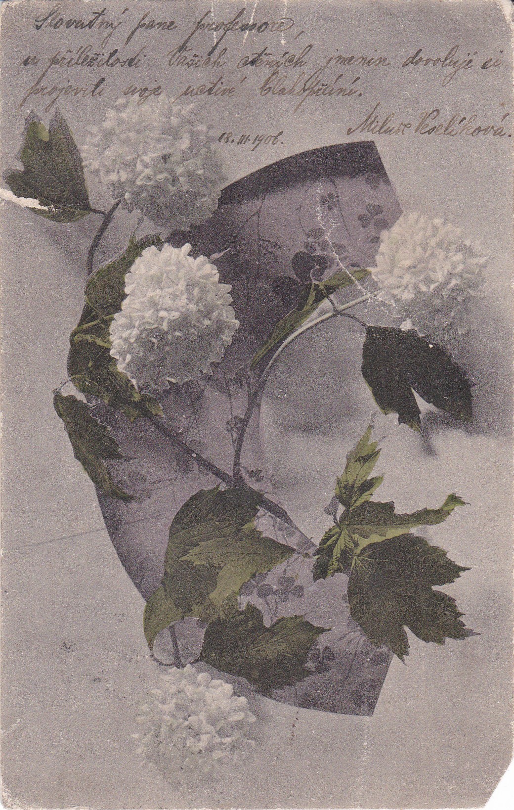 (Kalina obecná)