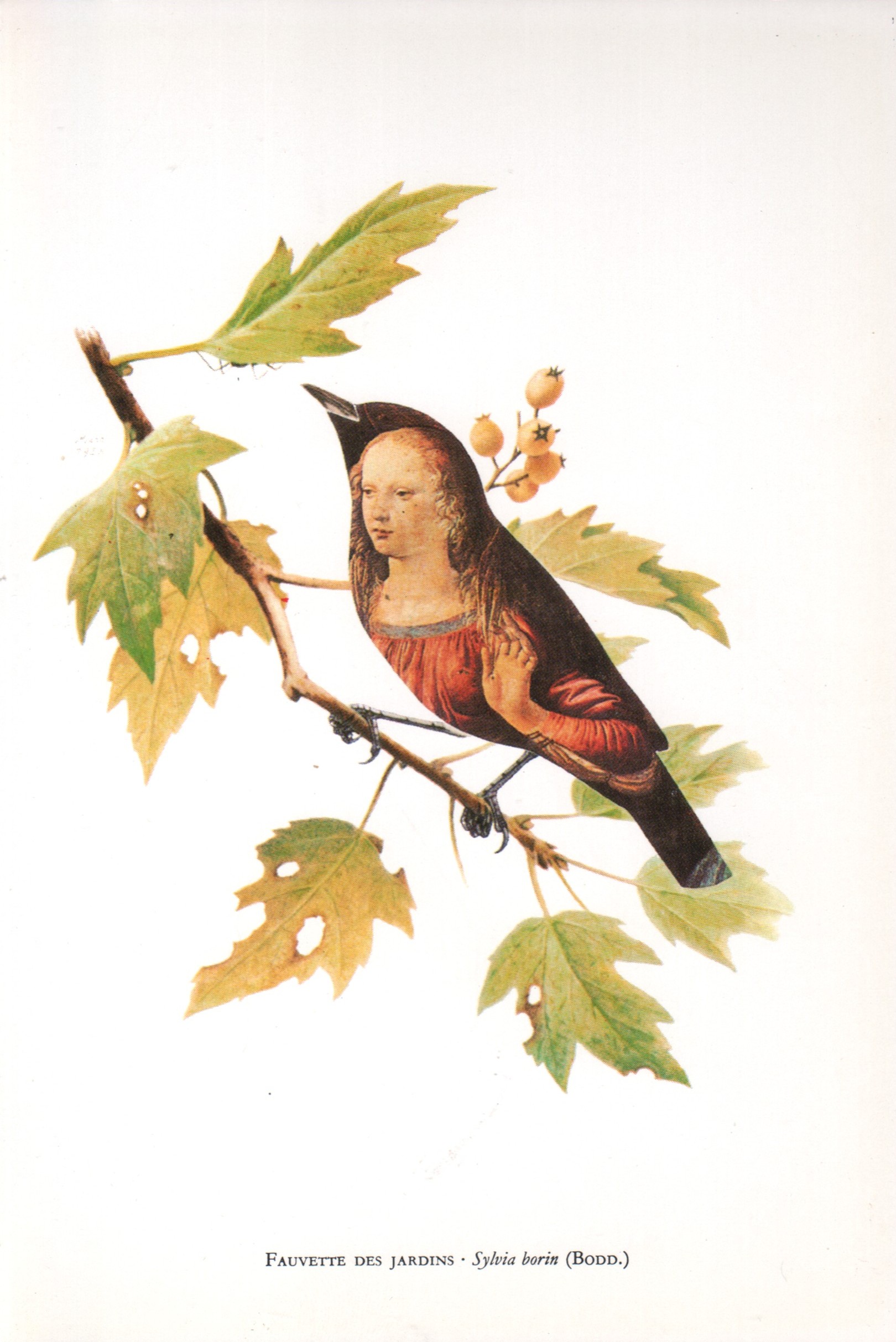 Fauvette des jardins - Sylvia borin (Bodd.)