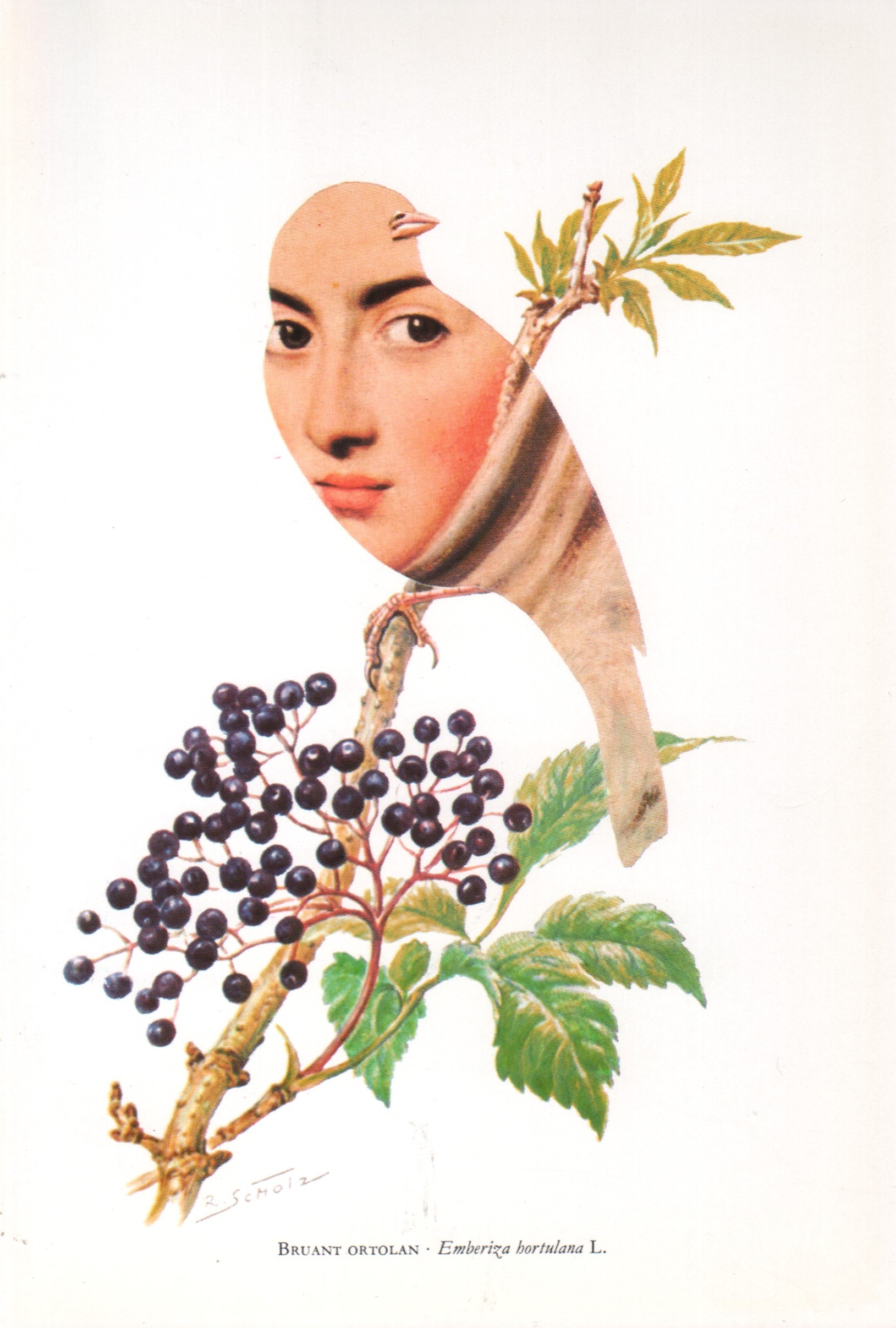 Bruant ortolan - Emberiza hortulana L.