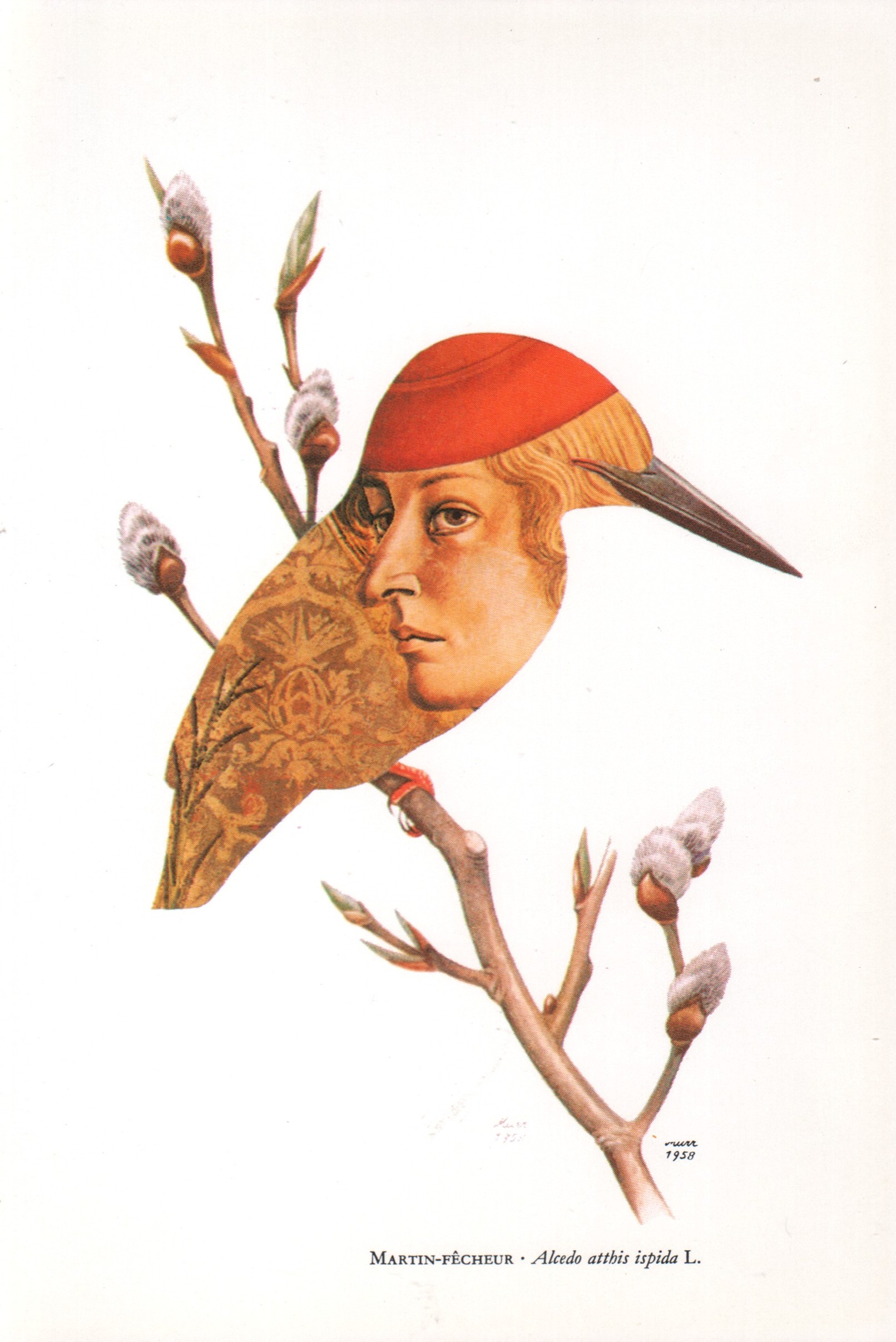 Fauvette des jardins - Sylvia borin (Bodd.)