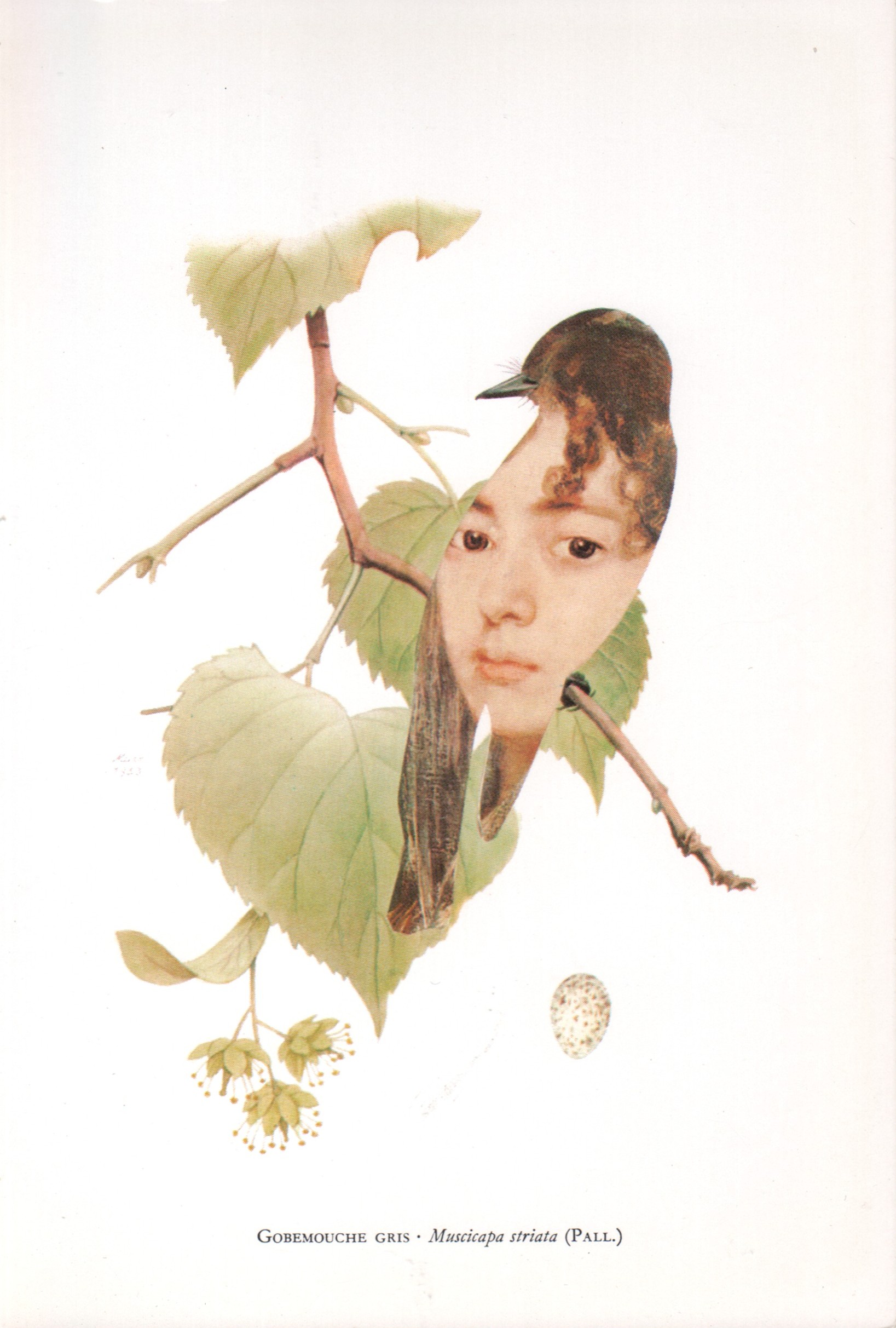 Gobemoche gris - Muscicapa striata (Pall.)