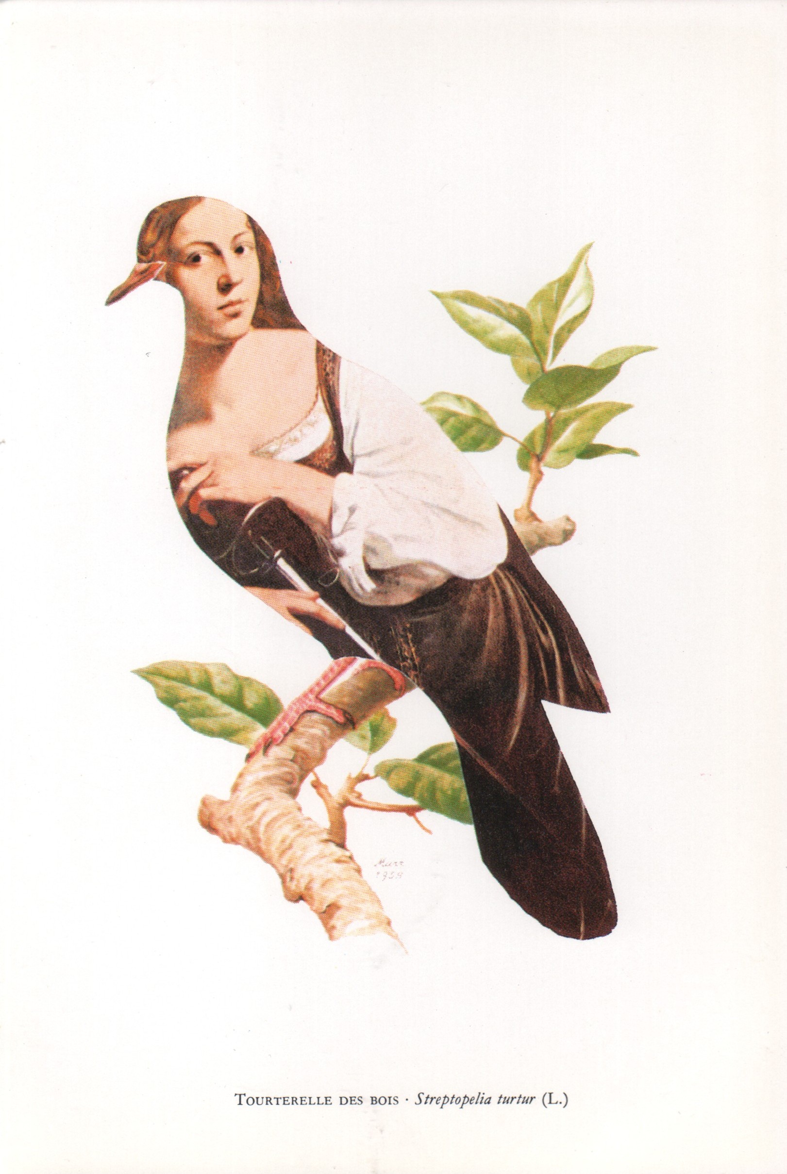 Tourterelle des bois - Streptopelia turtur (L.)