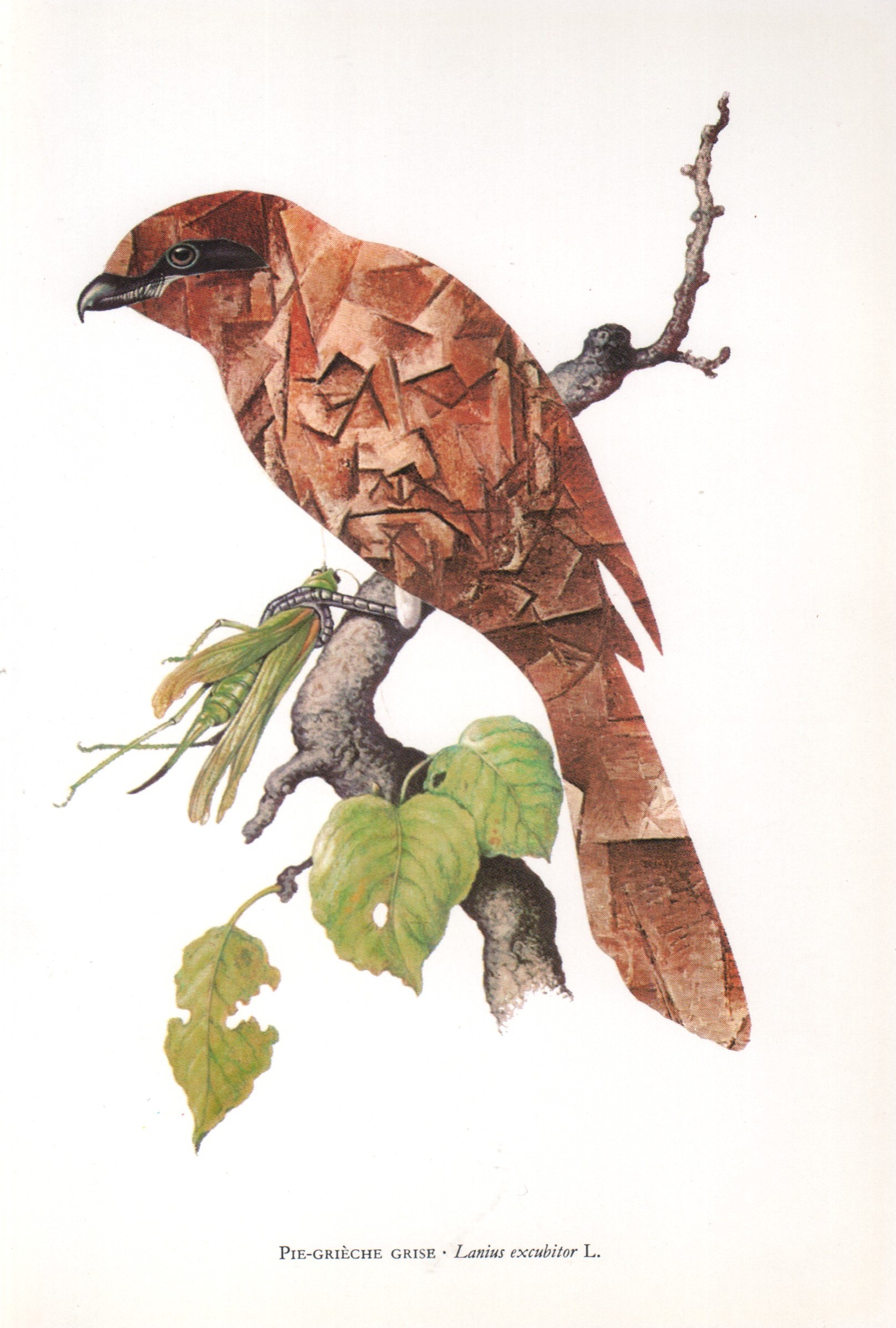 Pie-grièche grise - Lanius excubitor L.