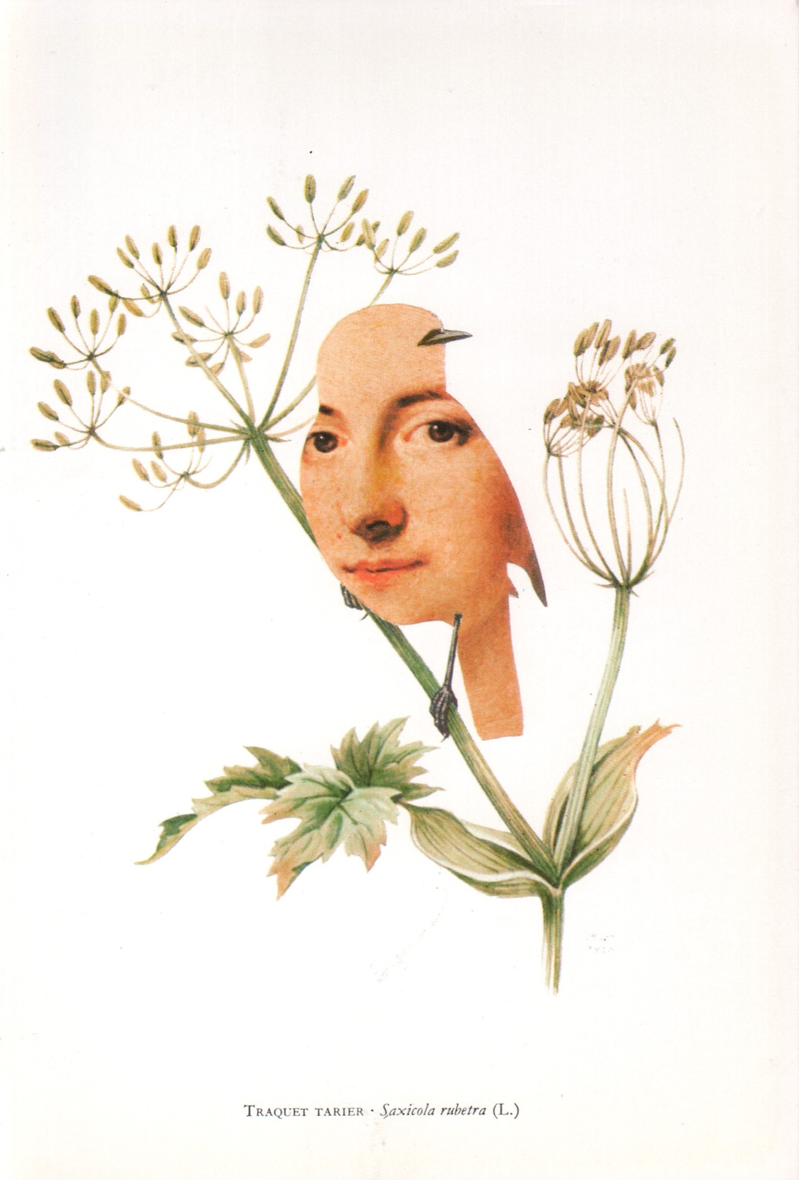 Traquet tarier - Saxicola rubetra (L.)