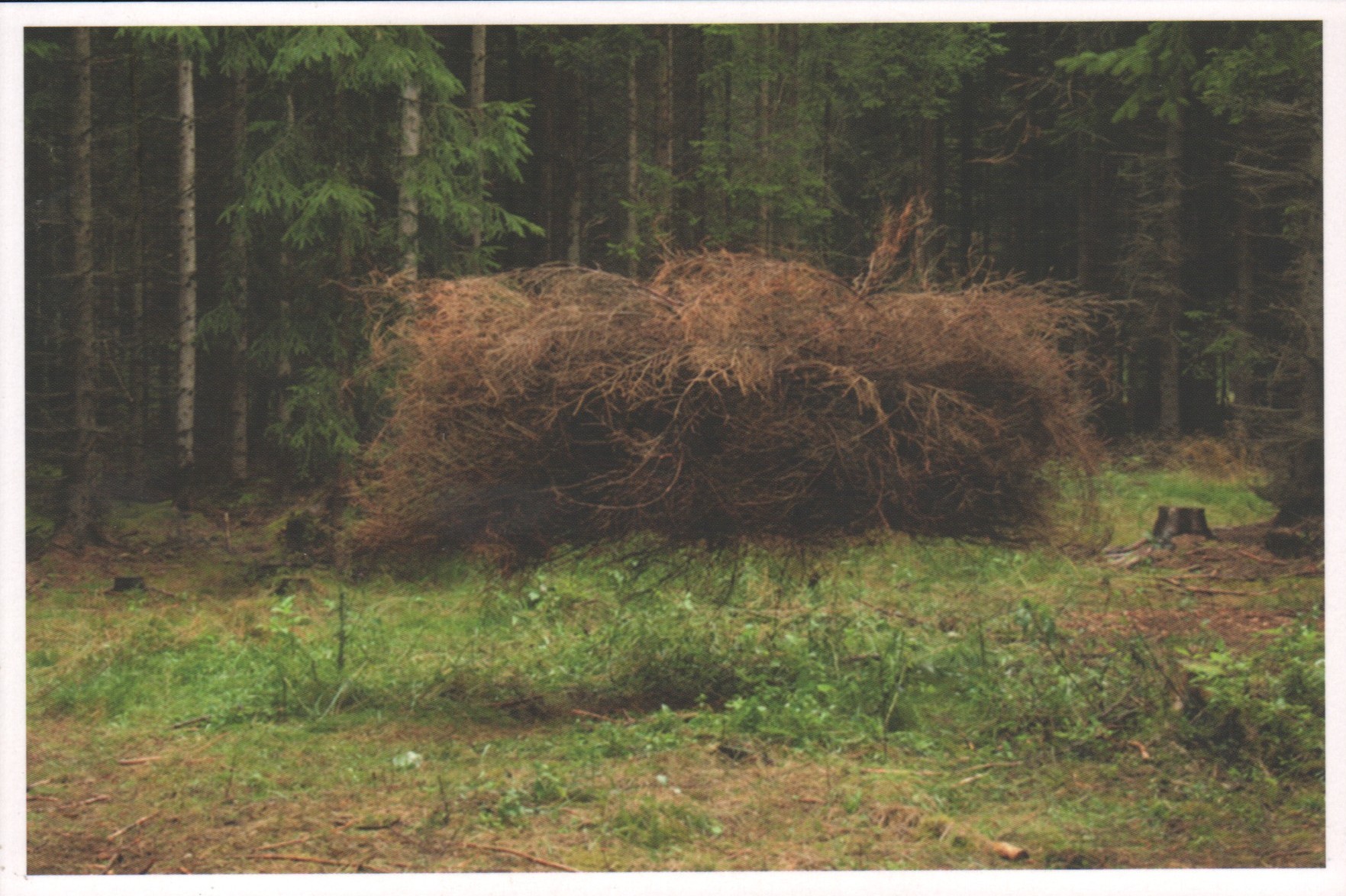 Petr Stibral: Lesní práce, 2011