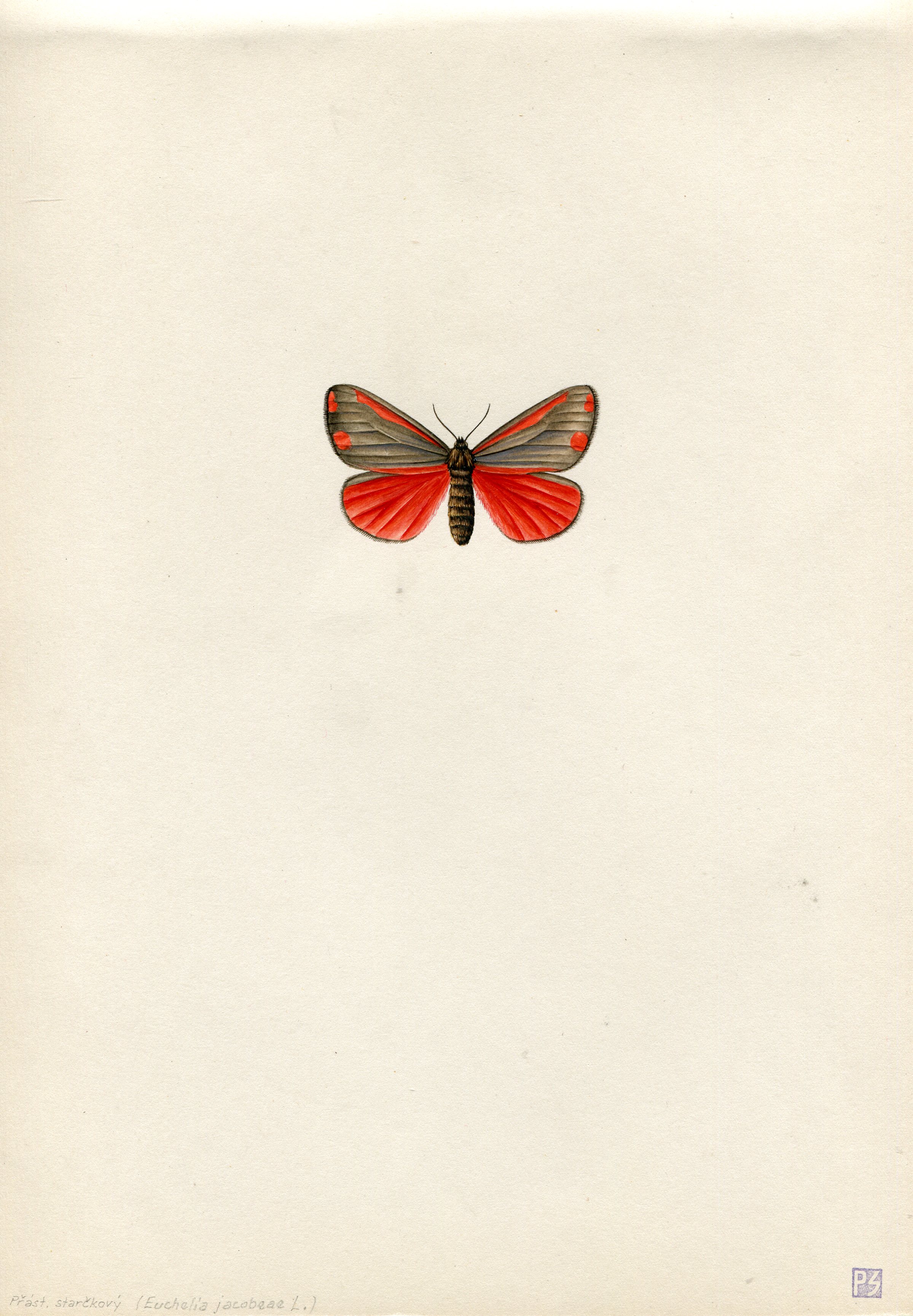 Semerád, Pavel - Přástevník starčkový