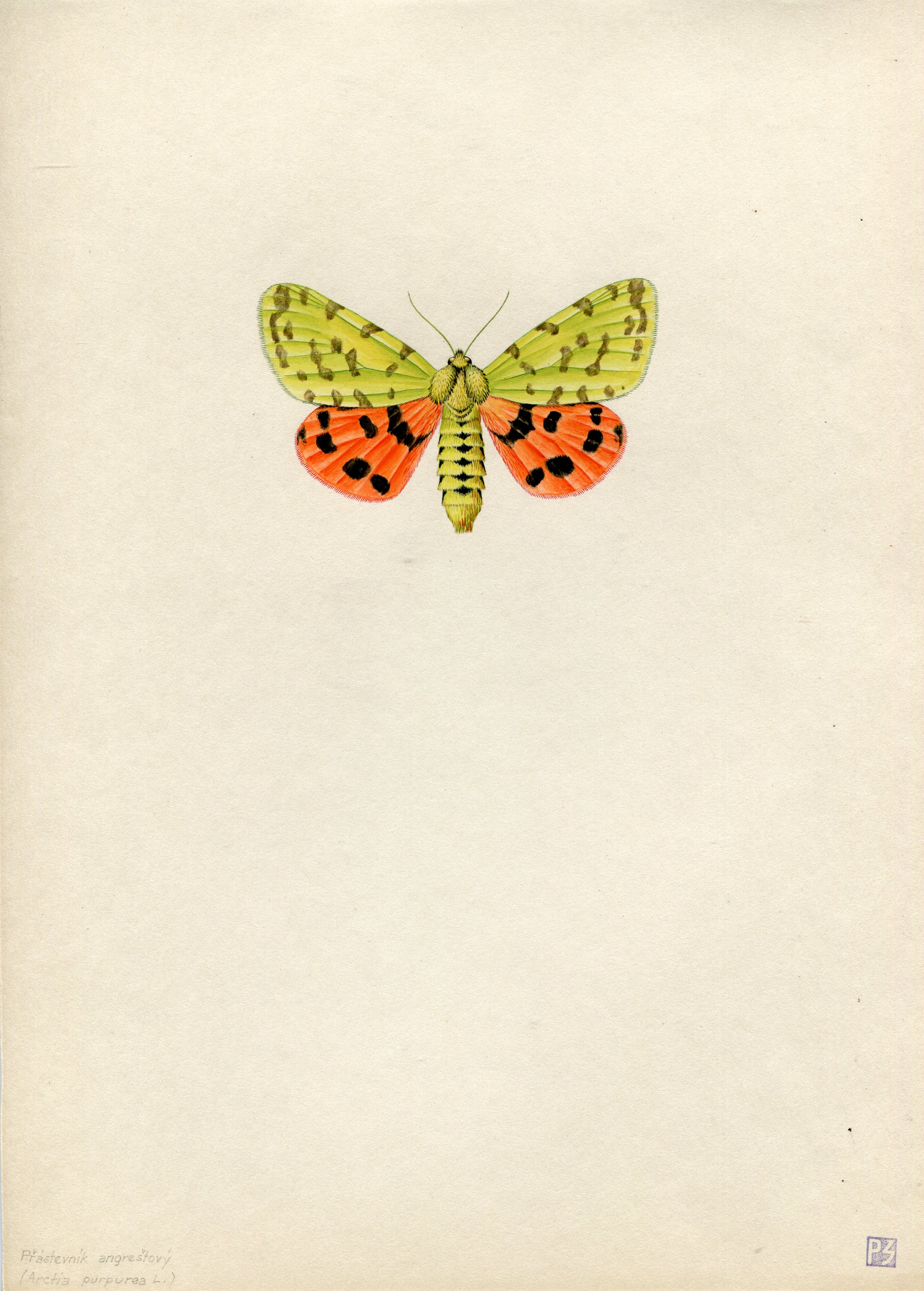 Semerád, Pavel - Přástevník angreštový