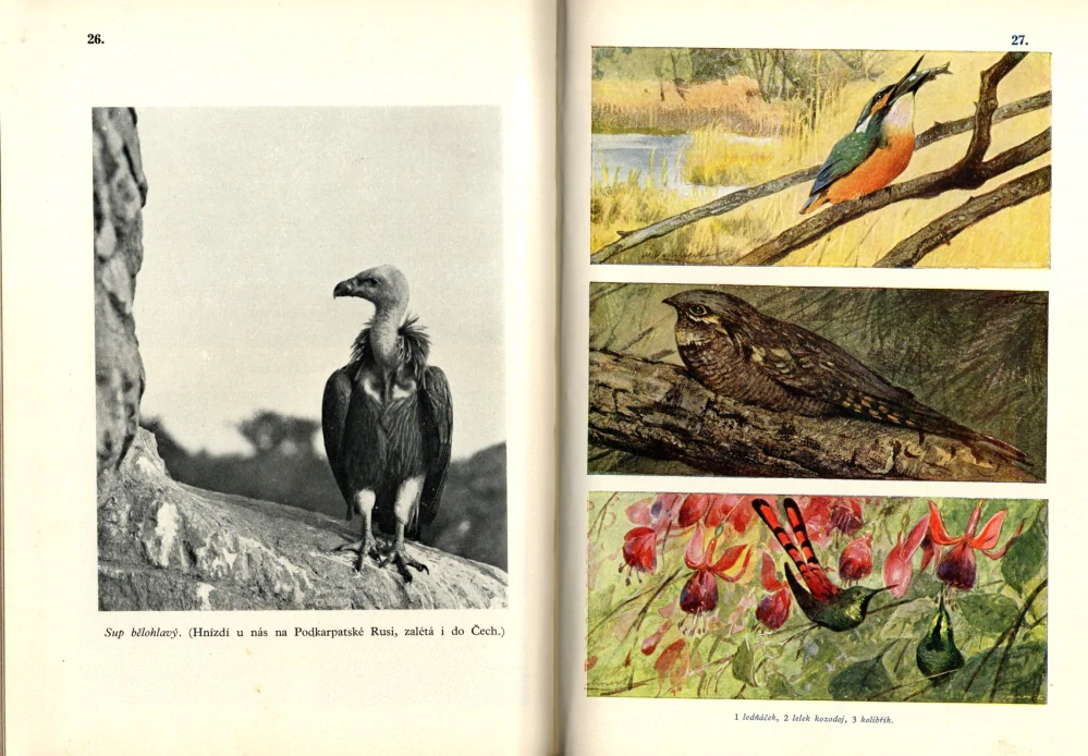 Pechoč, Karel - Zoologie pro vyšší třídy středních škol