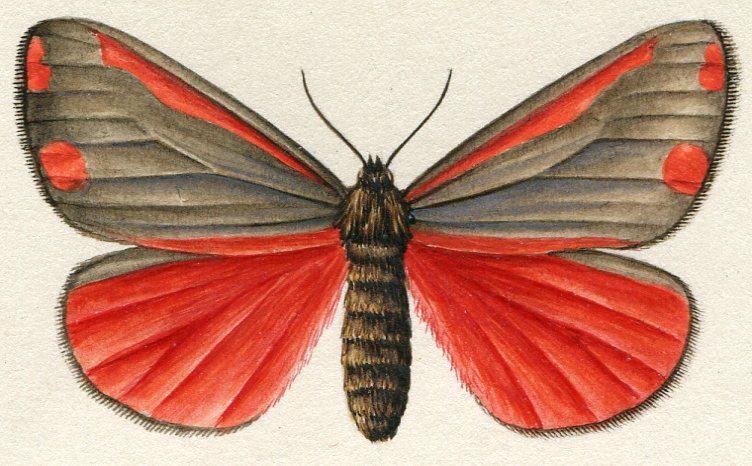 Semerád, Pavel - Přástevník starčkový