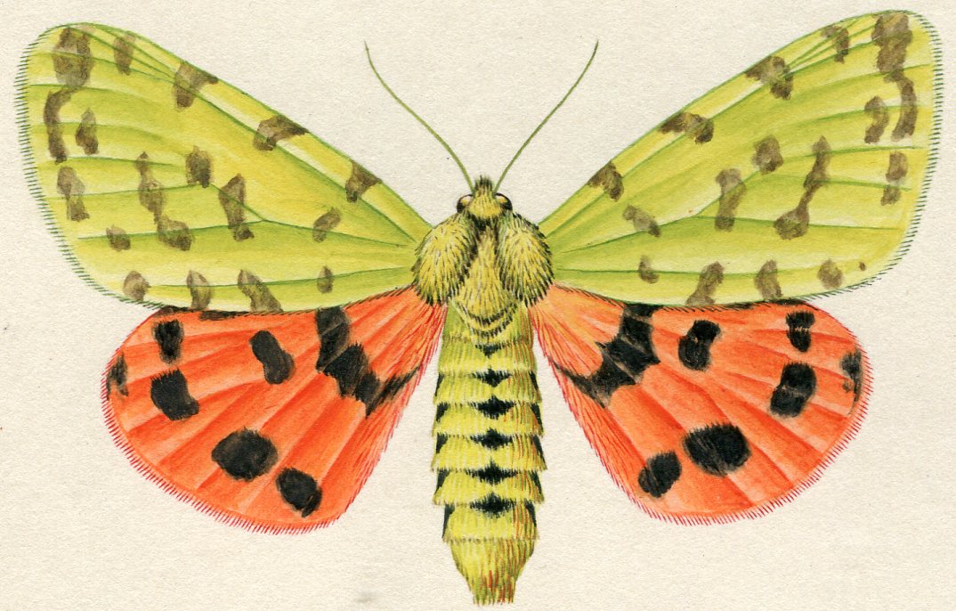 Semerád, Pavel - Přástevník angreštový