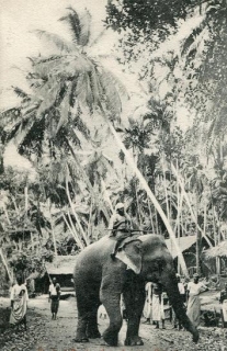 Ceylon / Cejlon (Šrí Lanka) - slon
