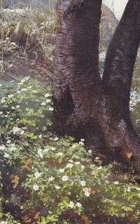 (Sasanky v lesním porostu)