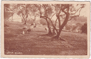 Unter Oliven