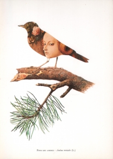 Pipit des arbres - Anthus trivialis (L.)