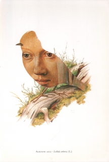 Alouette lulu - Lullula arborea (L.)