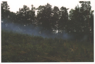 Dagmar Šubrtová: Návrat mlhy, 2016