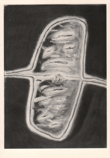 Tomáš Švéda: Jádro 1986