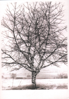 Monogramista T.D.: Sneh na strome, 1970