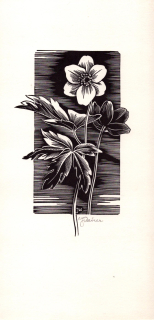 Weiser, Josef - (Bez názvu)